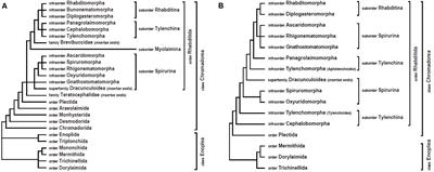 The Mitochondrial Genome in Nematode Phylogenetics